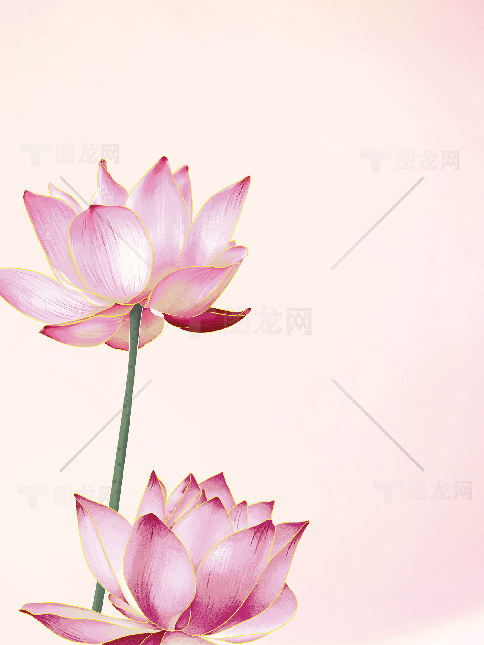 优雅粉色莲花插画背景素材