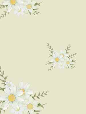 清新雏菊花卉背景图片设计