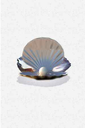 珍珠贝壳图片高清：自然之美与海洋珍宝