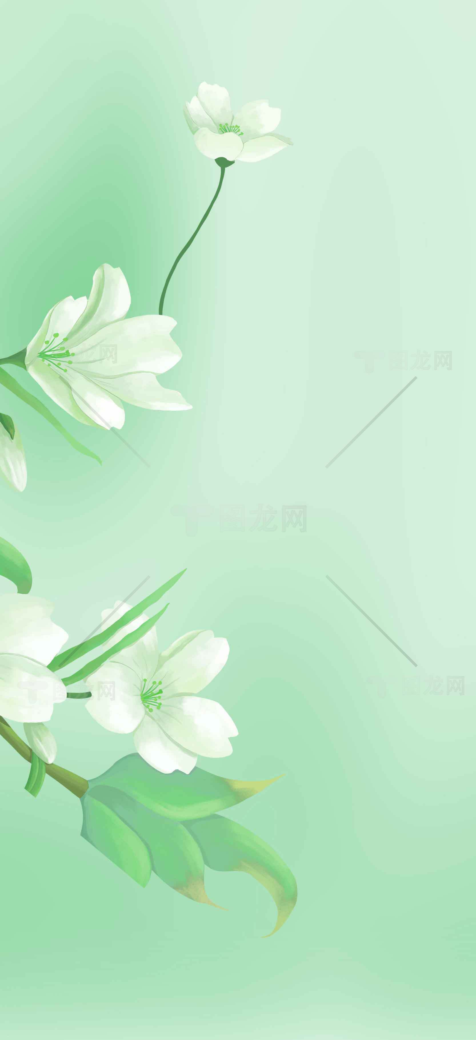 清新绿色背景的白色花卉插画设计素材