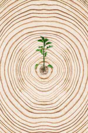 年轮中的新生小树苗：自然与生命的象征
