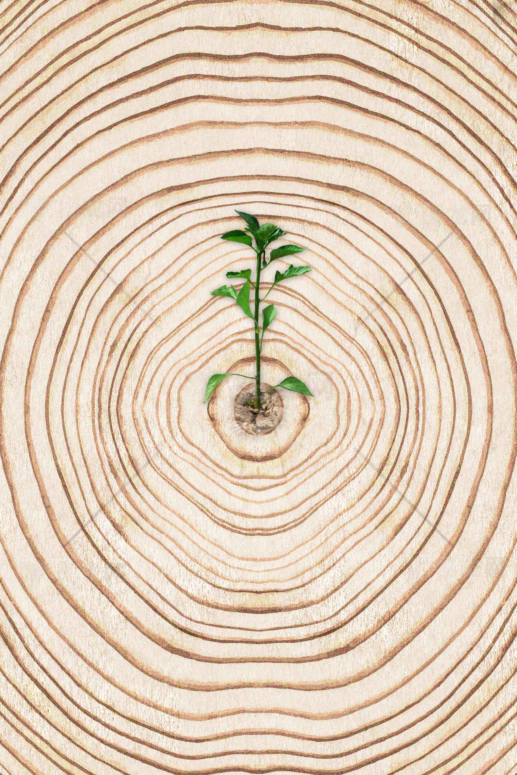 年轮中的新生小树苗：自然与生命的象征素材