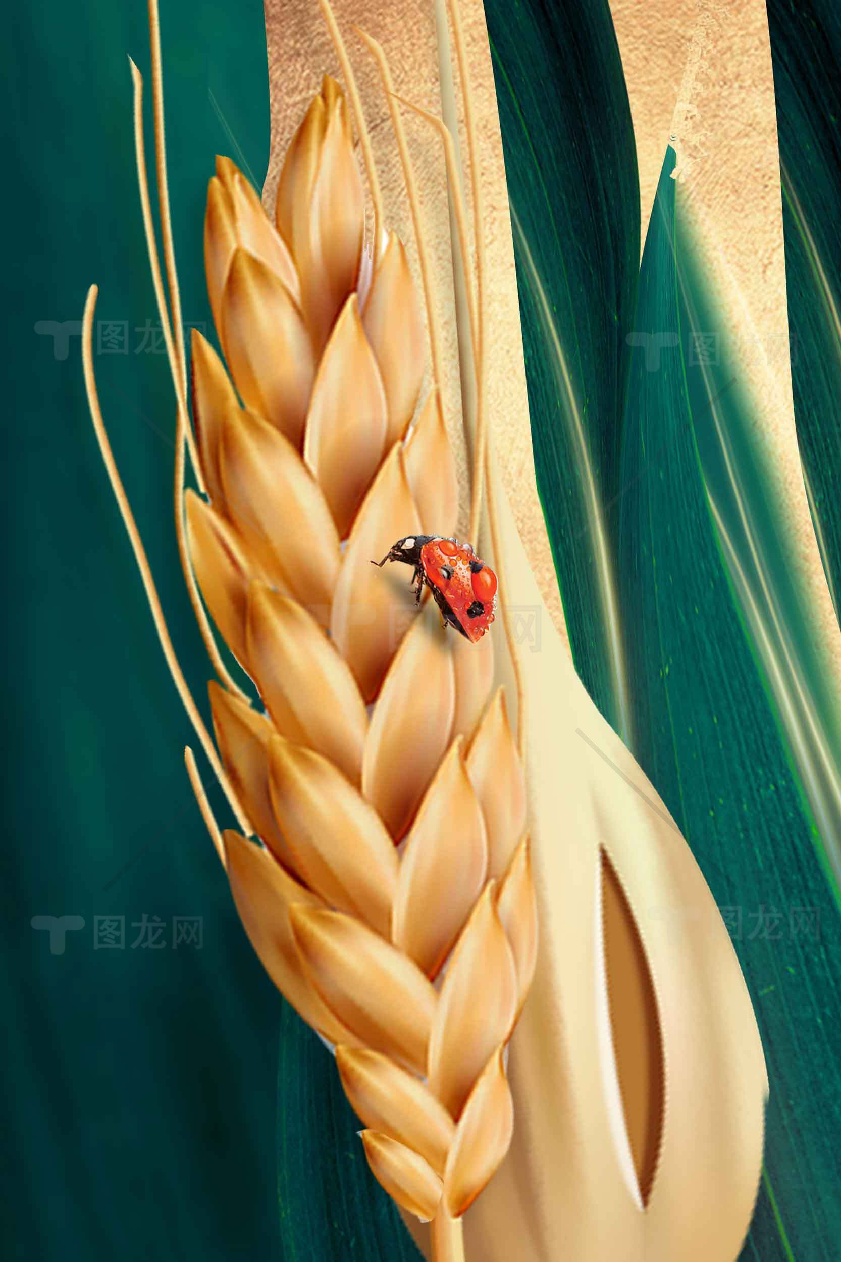 麦穗上的瓢虫特写：自然与生命的和谐之美素材