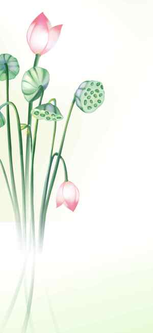 清新荷花背景图片