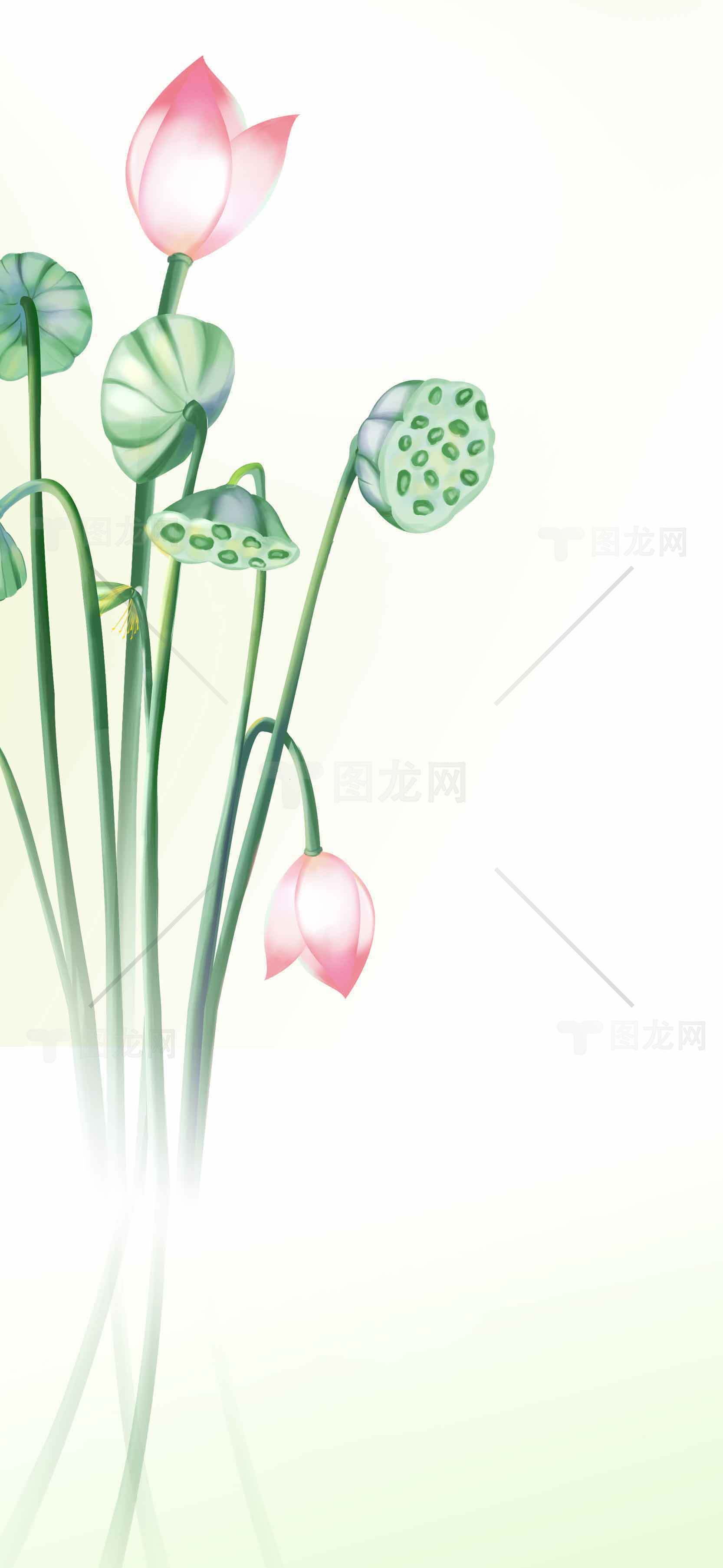 清新荷花背景图片素材