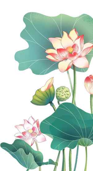 唯美手绘荷花插画图片