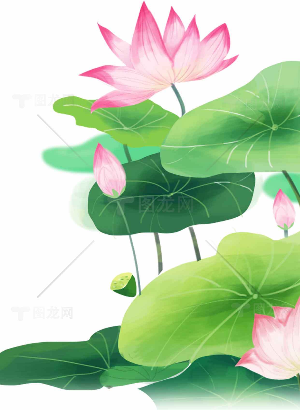 清新荷花插画背景图片素材