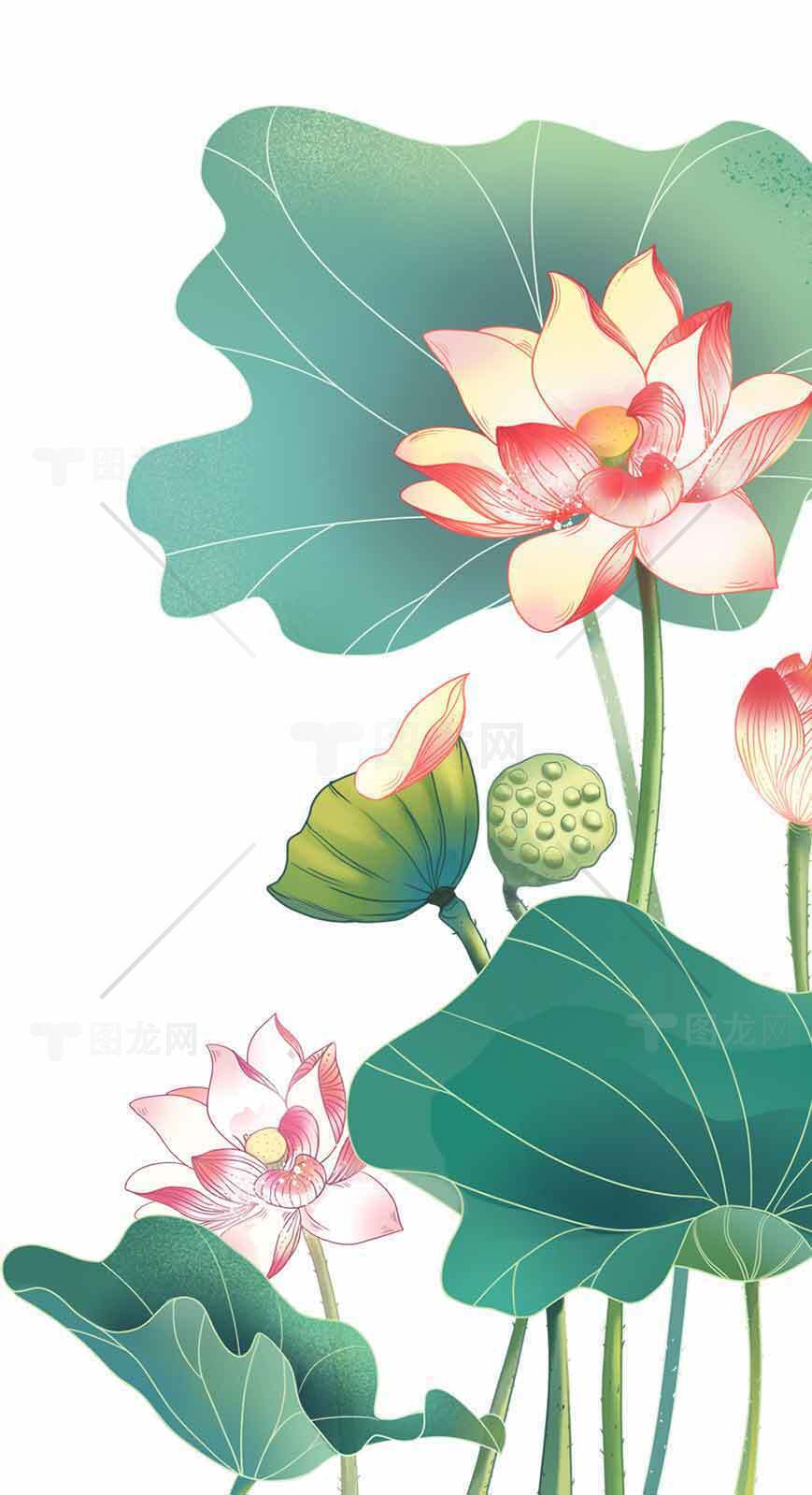 唯美手绘荷花插画图片素材