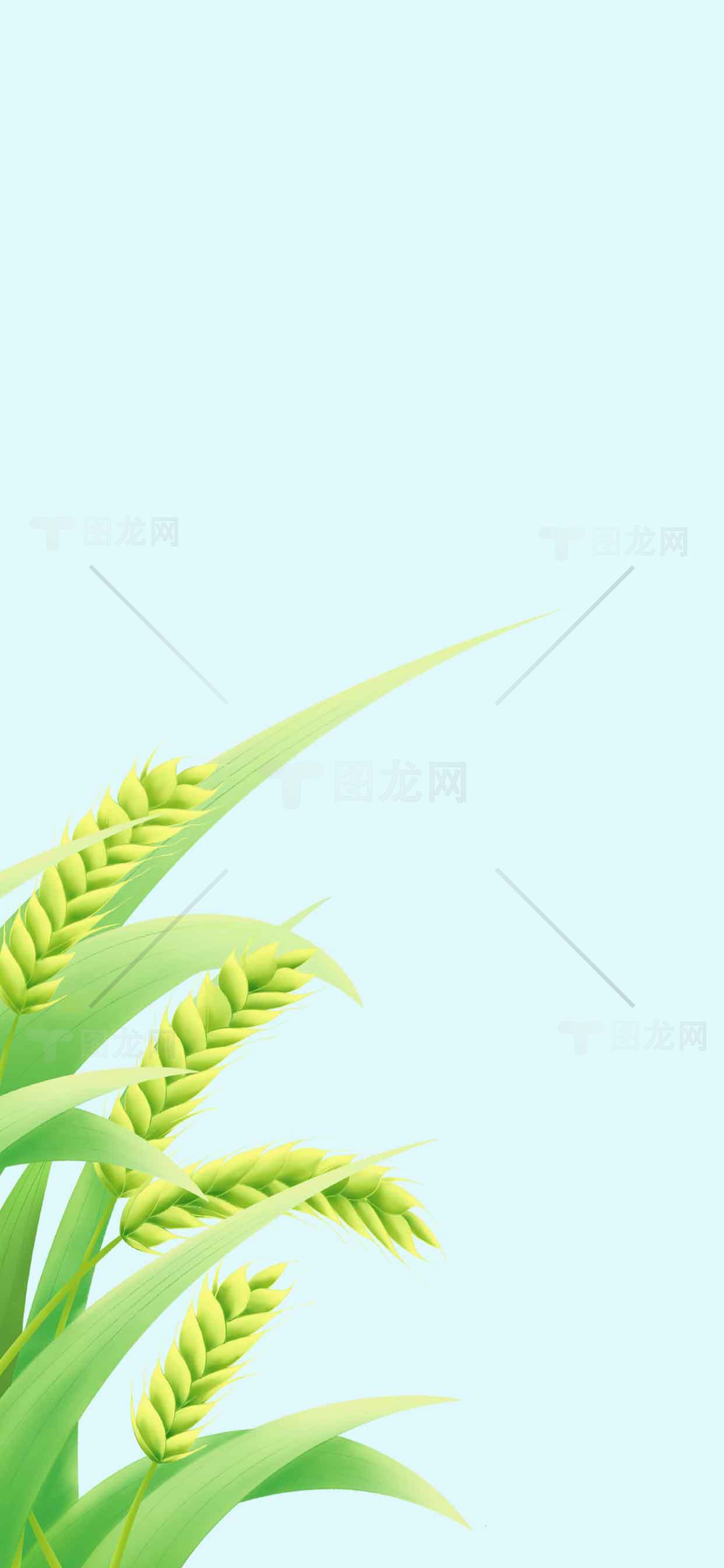 清新稻穗背景图片——自然与农业主题设计素材